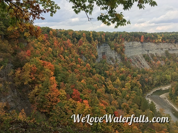 fall foliage