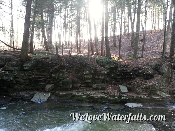 Fall Brook and Forest