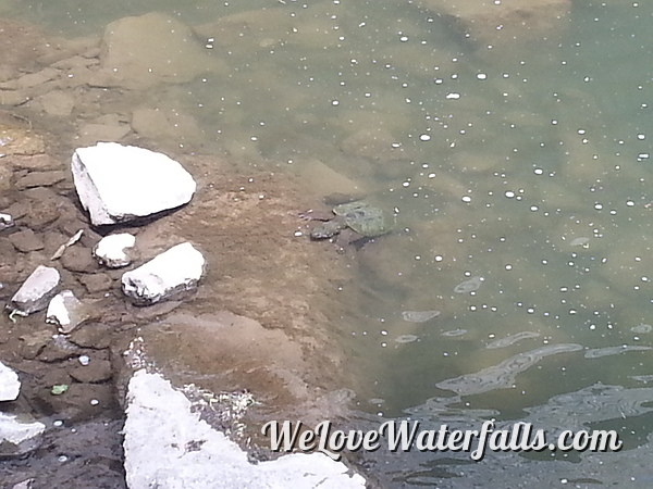 Turtle in Ellicott Creek
